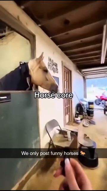 Забавные лошади