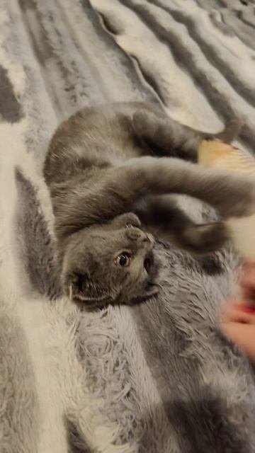 Котик Дымок🥰