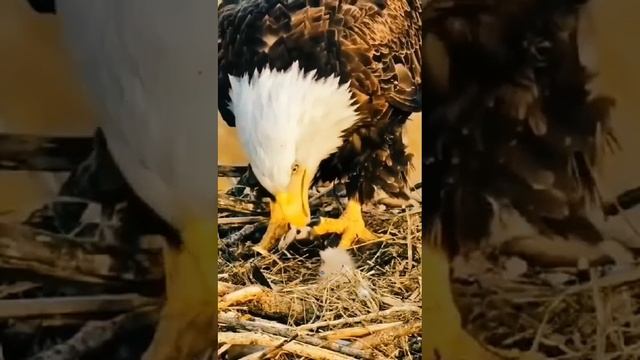 сколько раз
