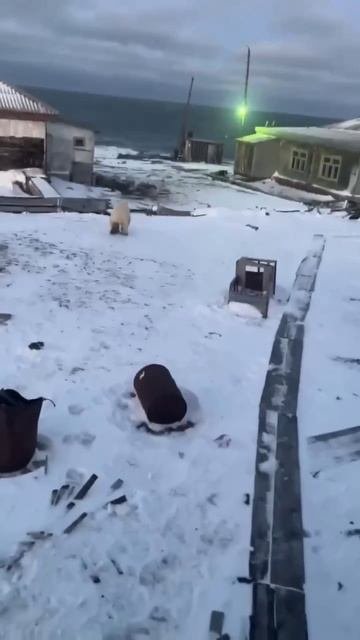 На полуострове Таймыр белый медведь пришел в гости к полярникам. Попытки собак отогнать хищника от д