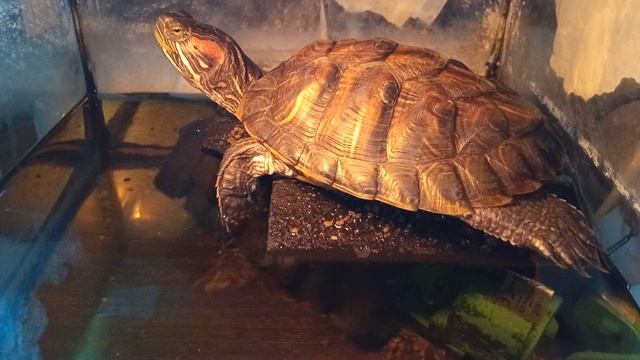 Красноухая черепаха греется 🐢 12-10-2025