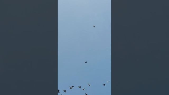 Агасиевские голуби 11.10.25г. часть 2