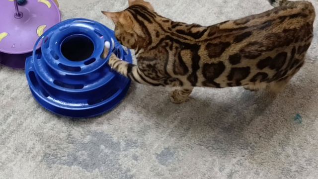 Бенгал играет 🐈⬛🫶🧿