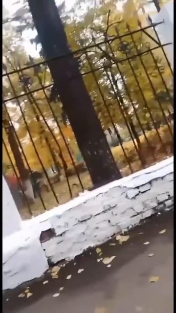 Клип @avariya_live