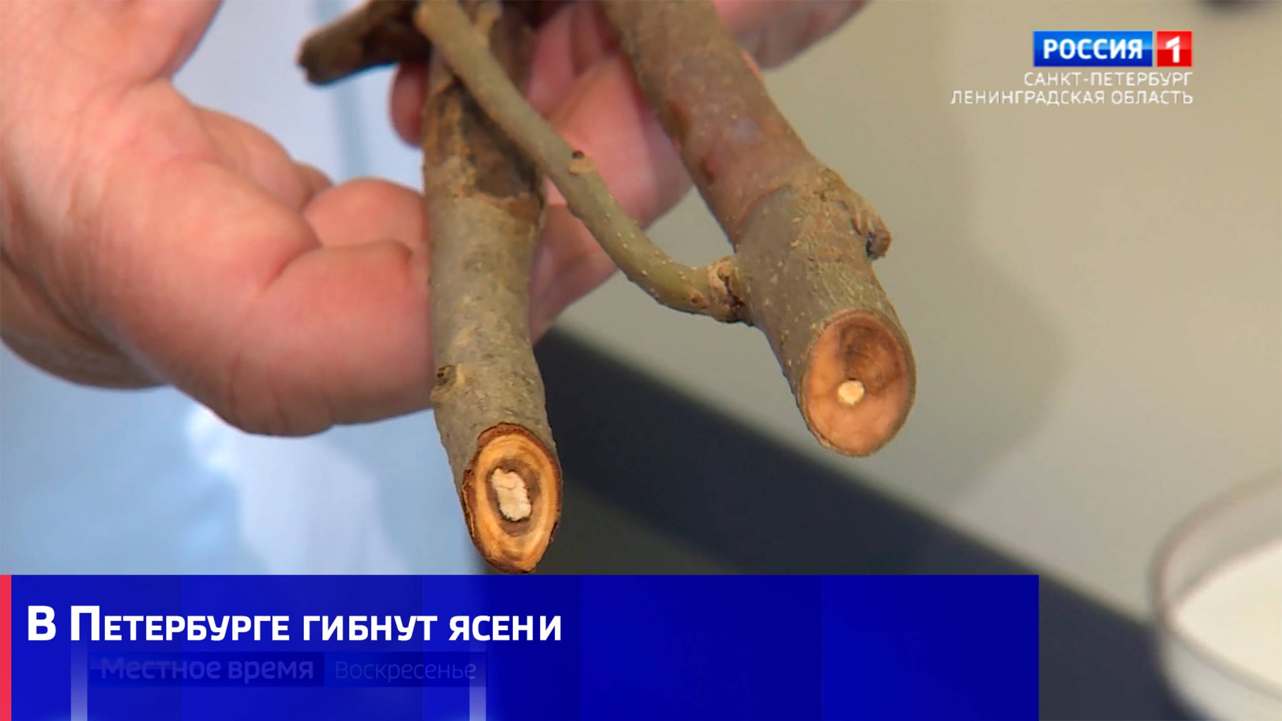 В Петербурге гибнут ясени