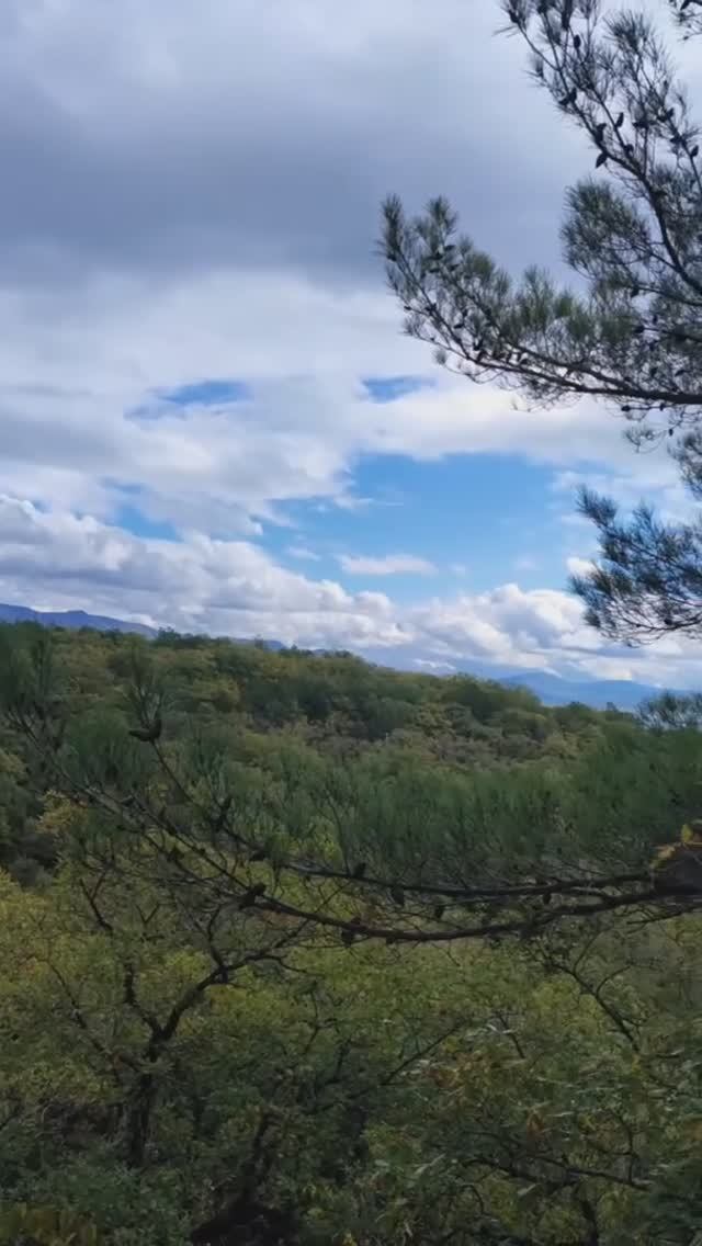 Ягдтерьер. Осень. Прогулка по лесу.