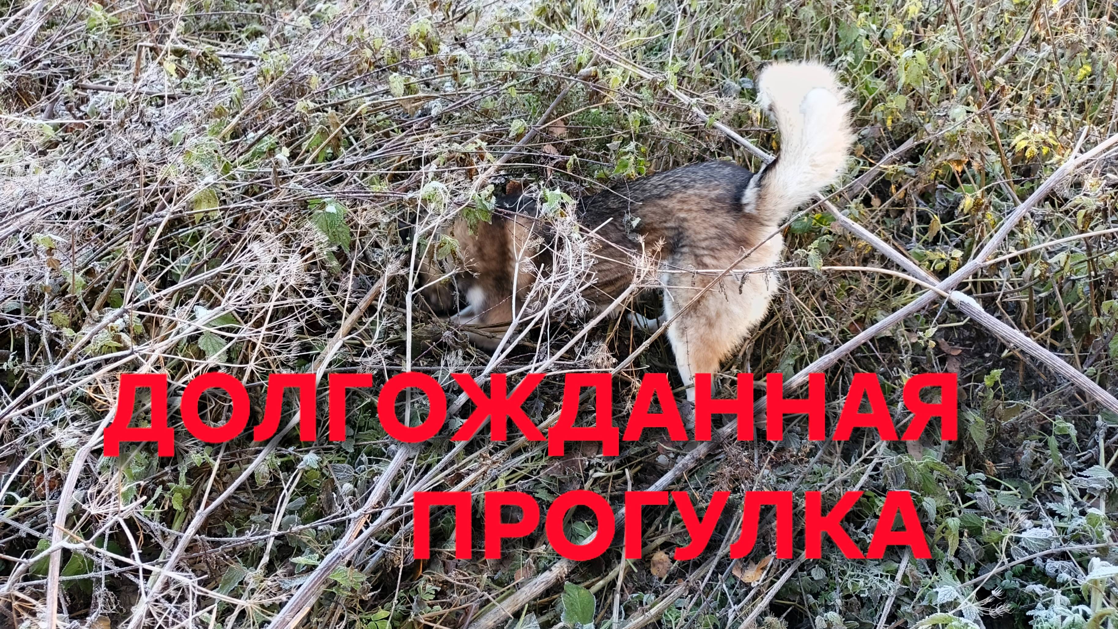 Долгожданная прогулка с хаски Умкой по осеннему лесу