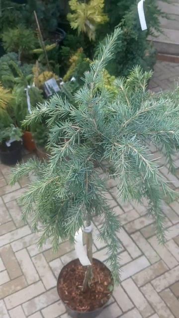 ❤🌲Кедр Филинг Блю на штамбе
✔Продажа растений в телеграм канале:
 Https://t.me/love_is_hvoiny_dvorik