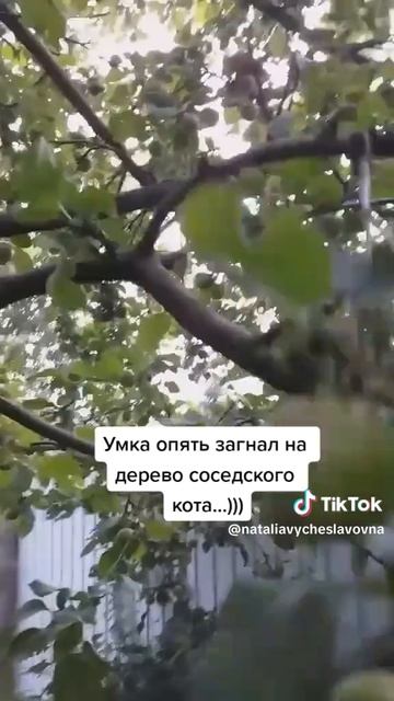 Как кошка с собакой... Это про них...)))