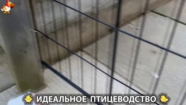 Идеальное птицеводство достойно восхищения  эпизод 367