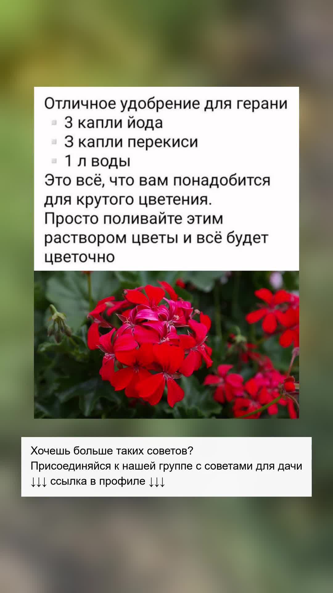 Секретное удобрение для пышного цветения