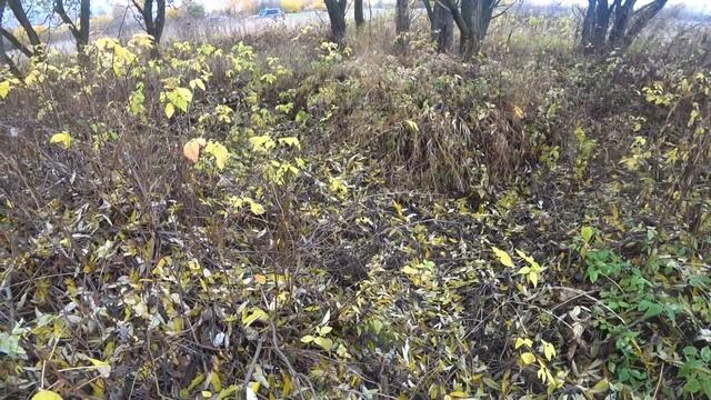 КОП ВЫХОДНОГО ДНЯ! С КОЛЯНОМ ПРОБРАЛИСЬ НА УРОЧИЩЕ И ПОКОПАЛИ НА БЫВШЕЙ РЕМБАЗЕ