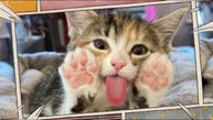 кото!стстрофа