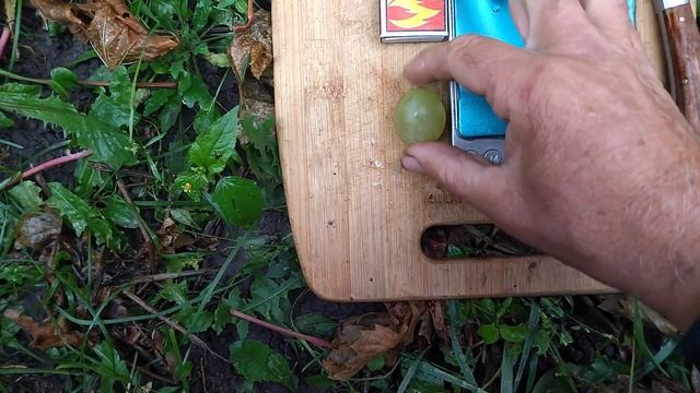 Гф Белоснежка селекции Калугина В. М  виноград с крупной гроздью.