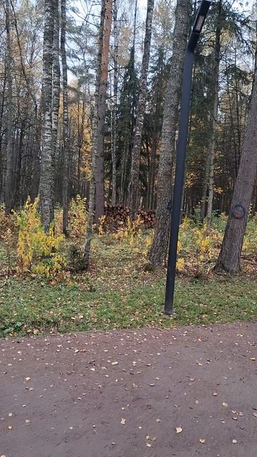 Гамаки в парке.)