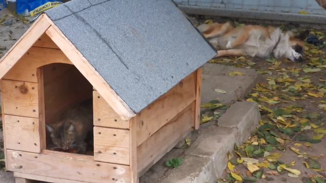 Кошка ест собачью еду прямо в будке пока пёс не видит
