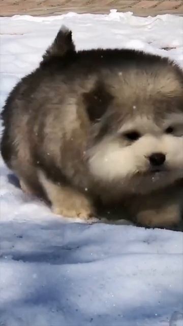 Аляскинские маламуты.mp4