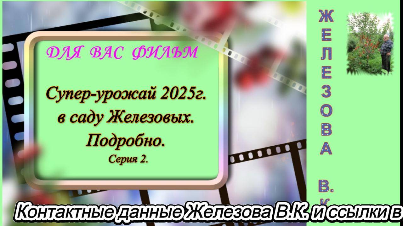 Супер-урожай 2025г. в саду Железовых. Подробно. Серия 2.