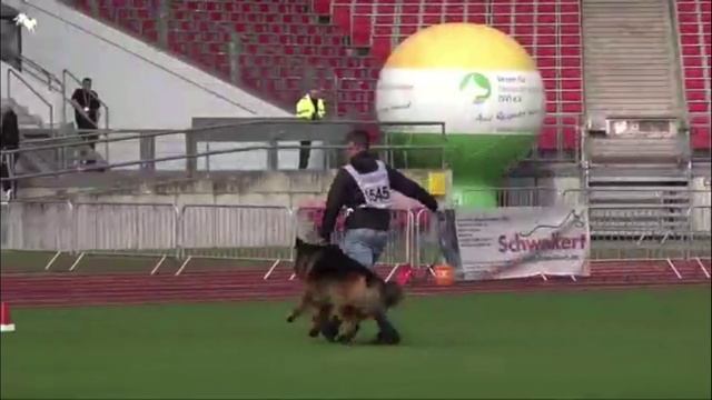 2 Отл. HECTOR Team Perfect Kennel +++ №1545. BZSZ 2025 немецких овчарок