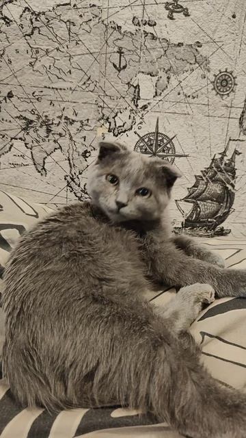 Котик Дымок