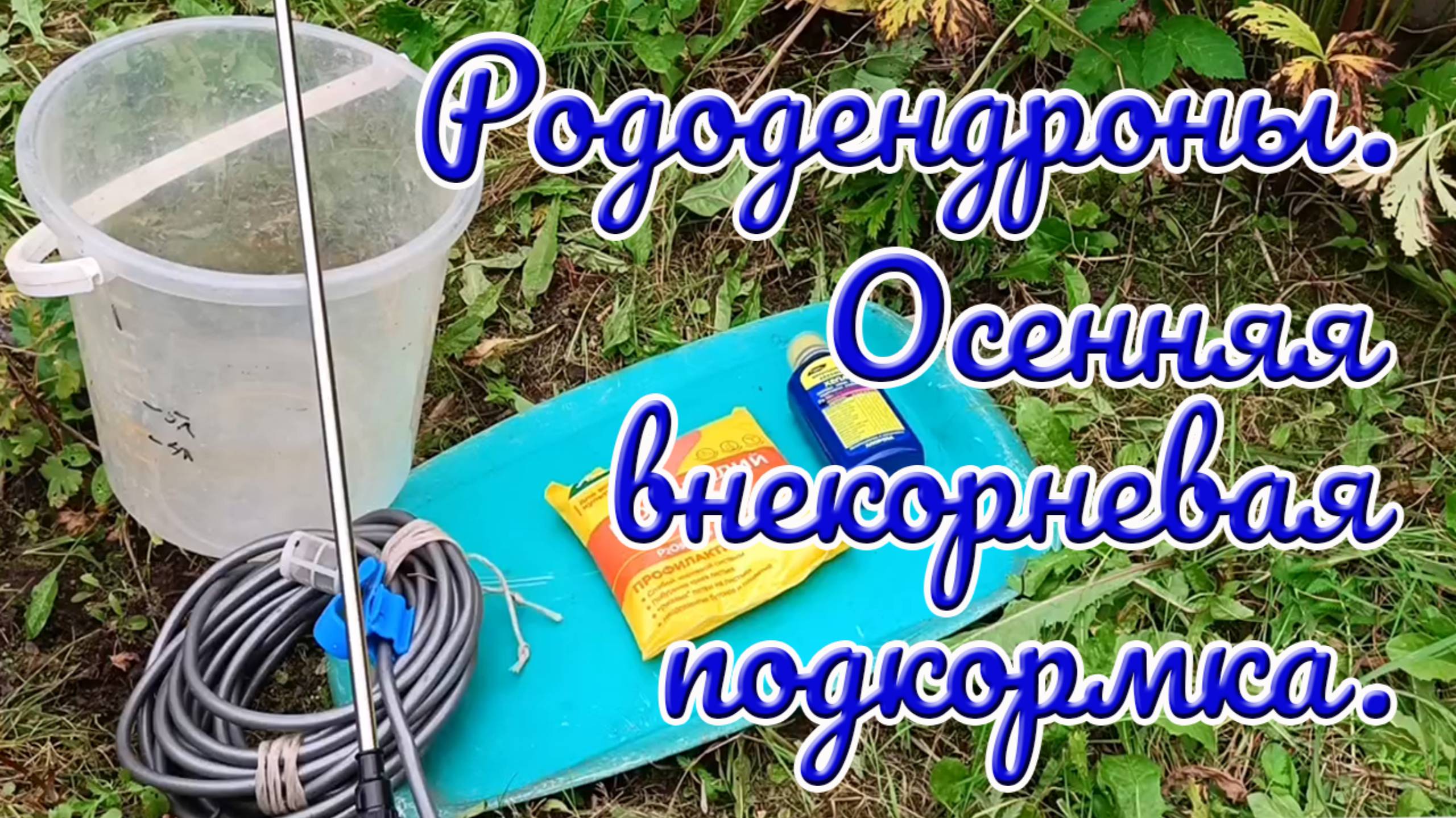 04.09.25г. Рододендроны.Осенняя внекорневая подкормка. Когда как и чем.