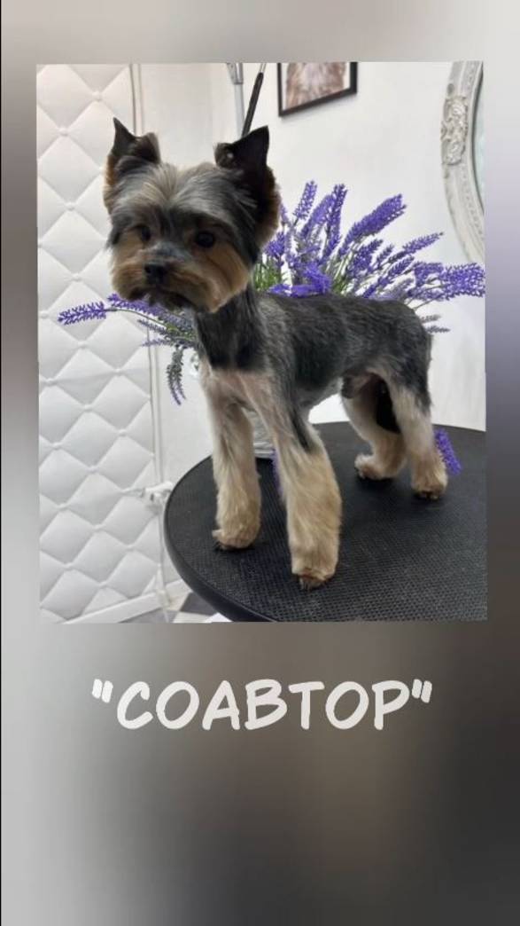 Соавтор