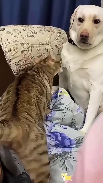 Приколы с животными😁😁😁