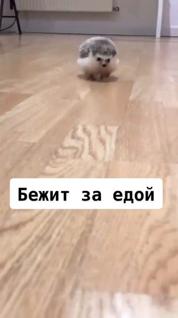 Самые милые животные. Согласны?🦔