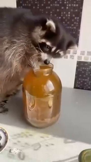 Голодный енотик