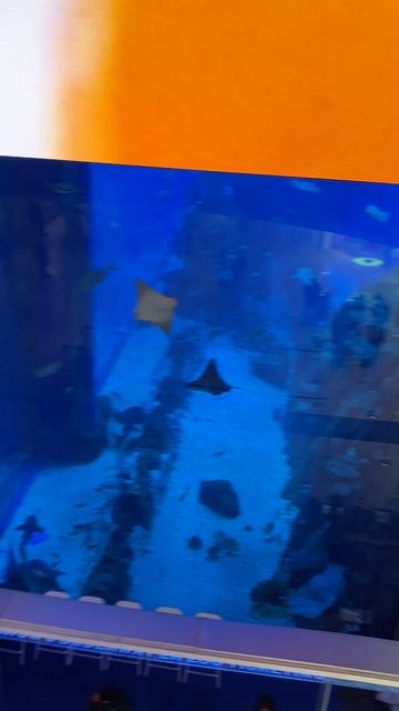 Дубай аквариум своим ходом 4 #дубай #хочулайки