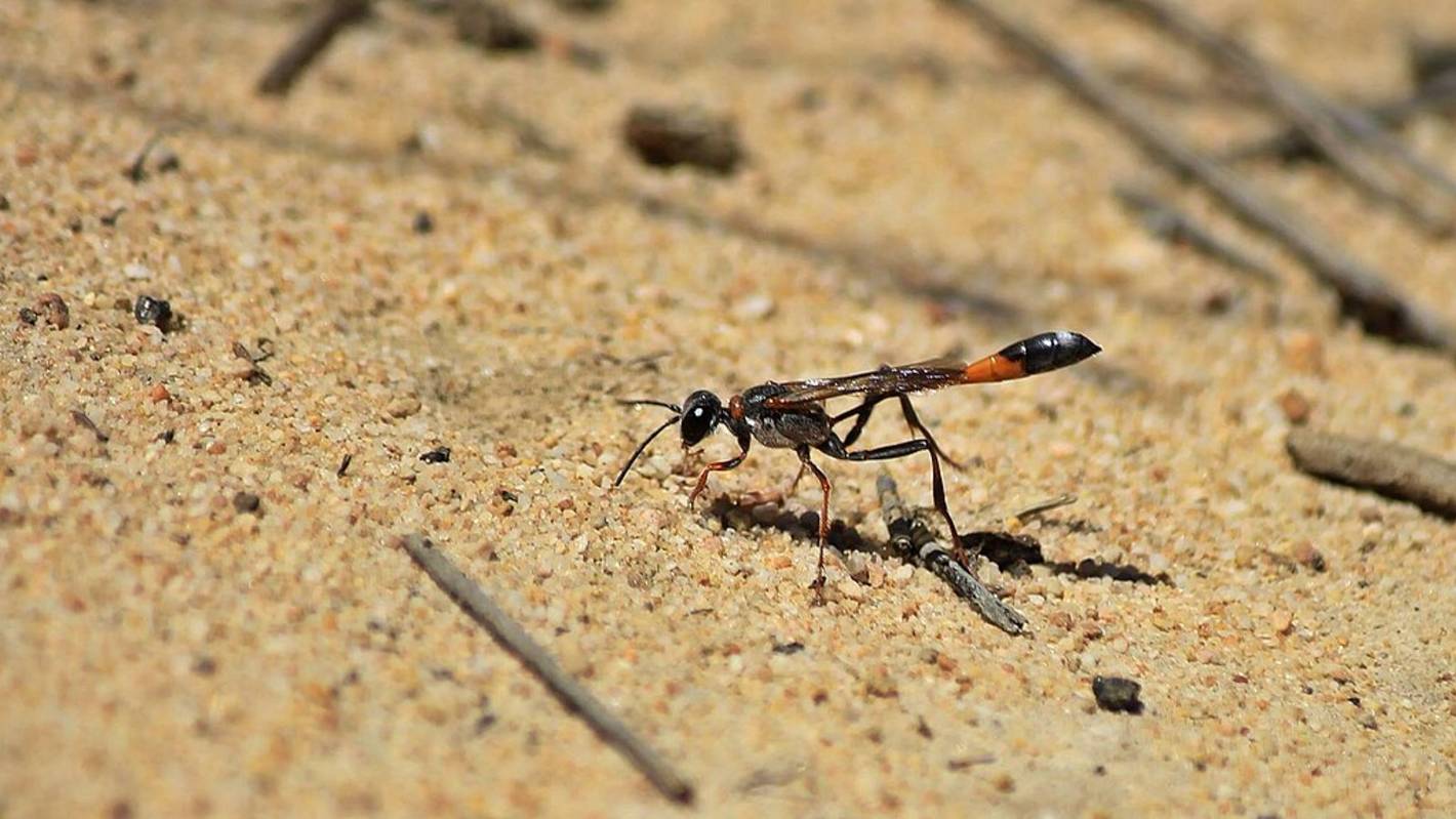 07.09.2025 _ Аммофила тащит гусеницу