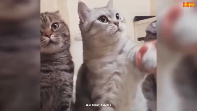 Лучшие+видео+со+смешными+животными+Смешные+кошки+и+собаки_