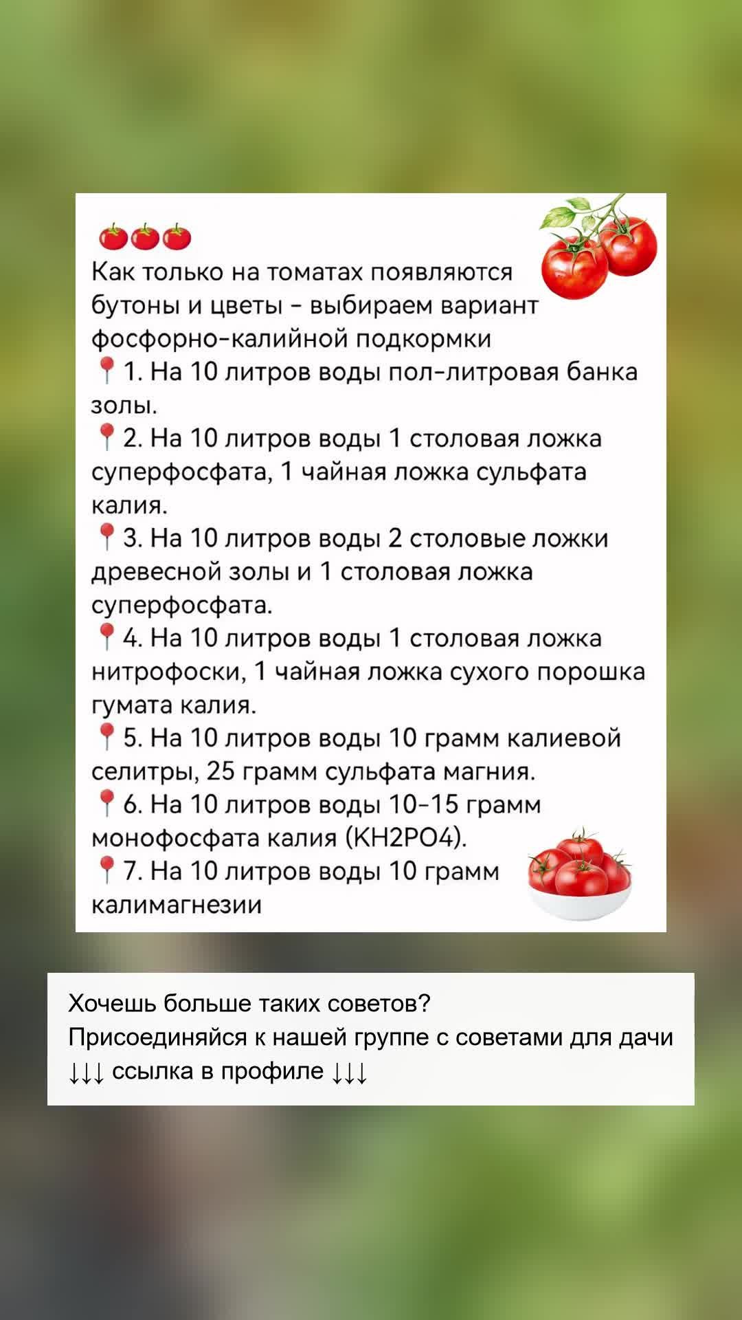 Секреты идеального урожая томатов