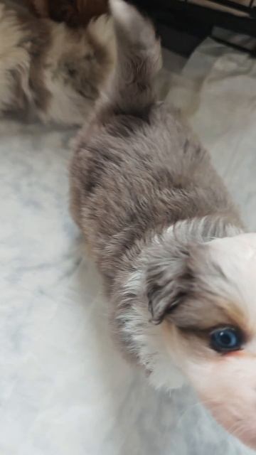 Малыши миниаусси