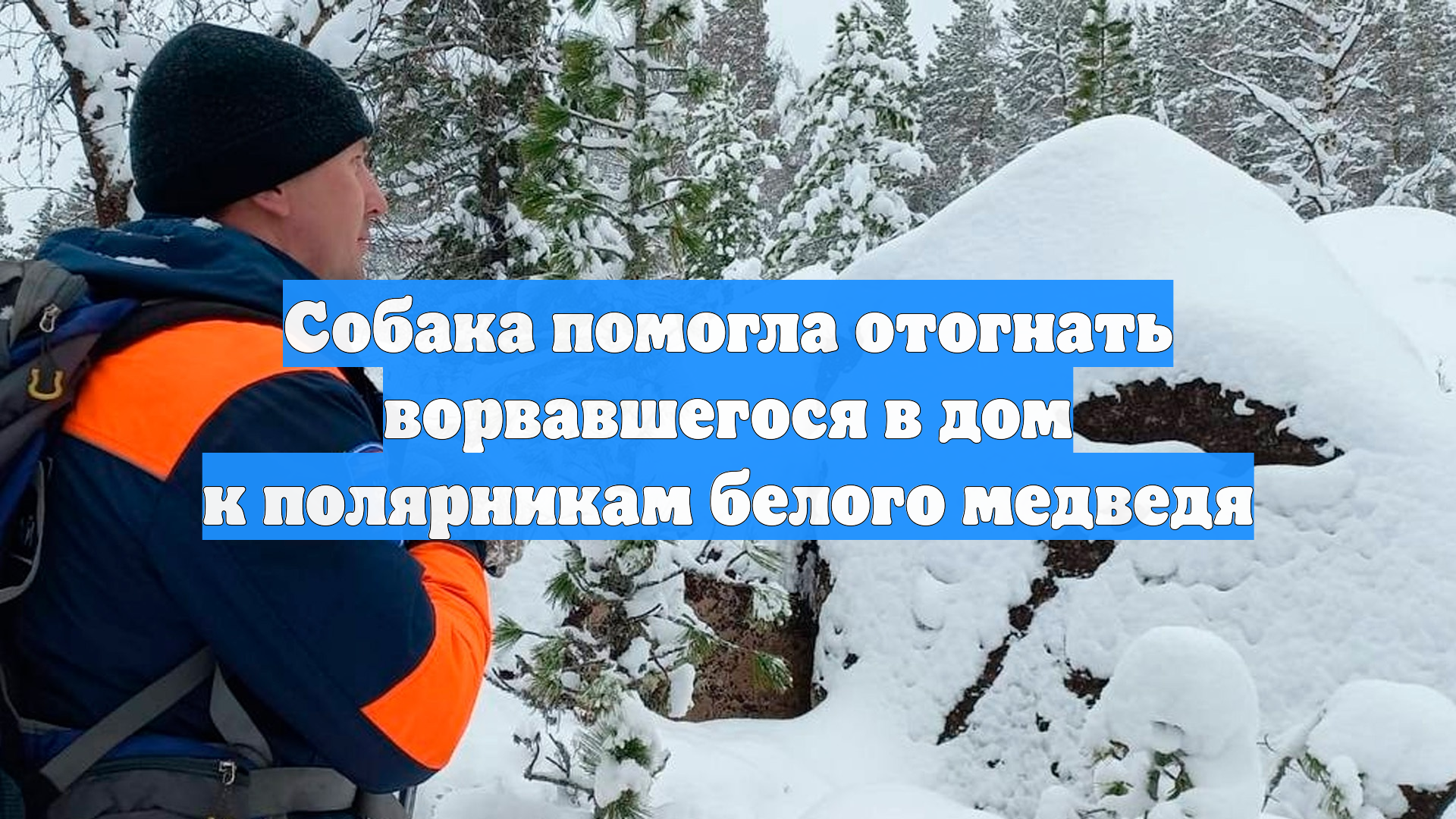 Собака помогла отогнать ворвавшегося в дом к полярникам белого медведя