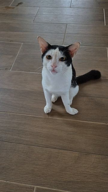 тайский кот