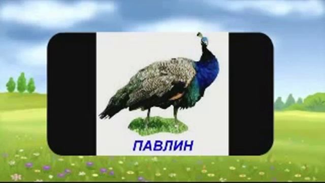 240p_Развивающий_мультфильм_Учим_птиц