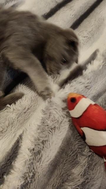 Котик Дымок