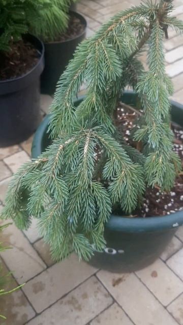 ❤🌲Ель канадская сизая пендула
✔Продажа растений в телеграм канале:
Https://t.me/love_is_hvoiny_dvori