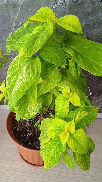 Колеус Золотой Блюме