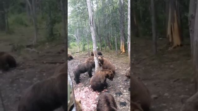 Винни-Пухи хотят есть