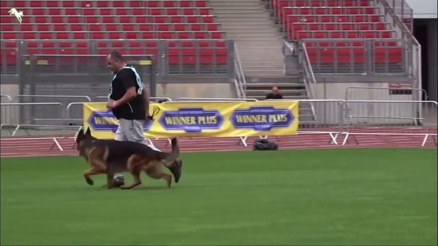 38 Отл. PAKROS SCHWARZAUGEN VARDAR WOLF +++ №1136. BZSZ 2025 немецких овчарок