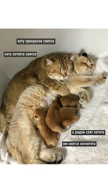 Мем про котов и котлеты