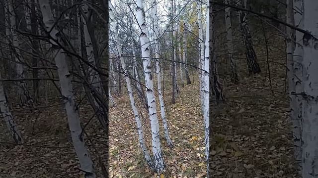 А вот грибы.Гуляем  по осени