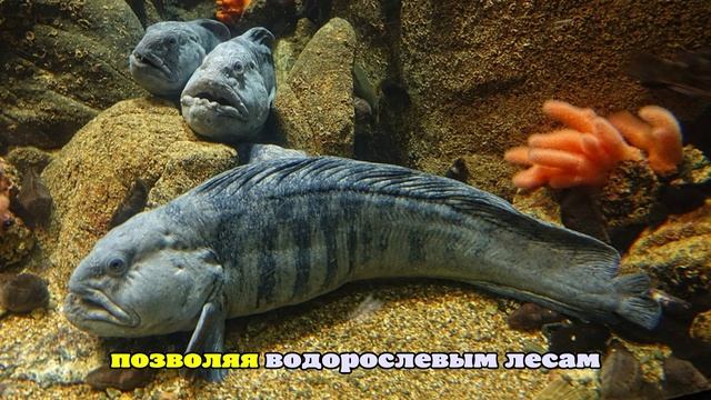 Власти Норвегии запланировали восстановление водорослевых лесов