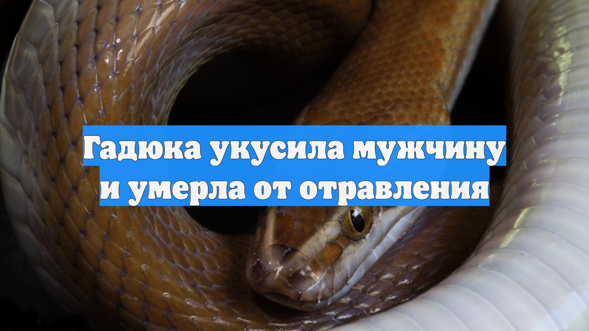 Гадюка укусила мужчину и умерла от отравления