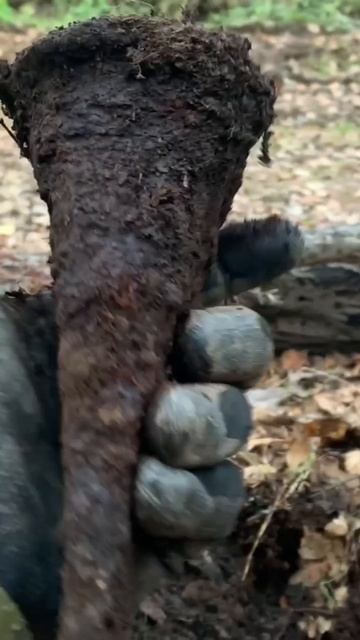 СОБАКА НАШЛА ЗАЧЁТНУЮ НАХОДКУ 😂Фильм скоро