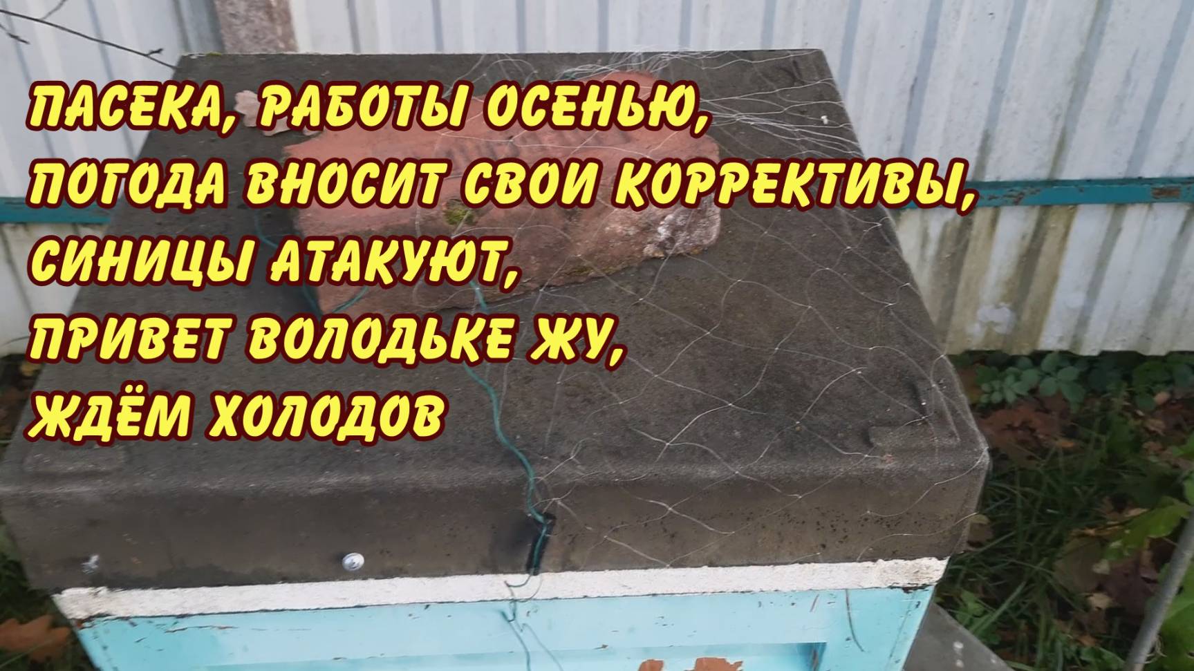 пасека, работы осенью, погода вносит коррективы, синицы атакуют, привет Володьке Жу, ждем холодов