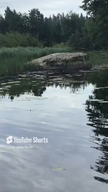 Ленинградская область. Хвойное. 04.07.2024. Часть 15. Прихорашивающаяся чайка.Утята-А вот и мы