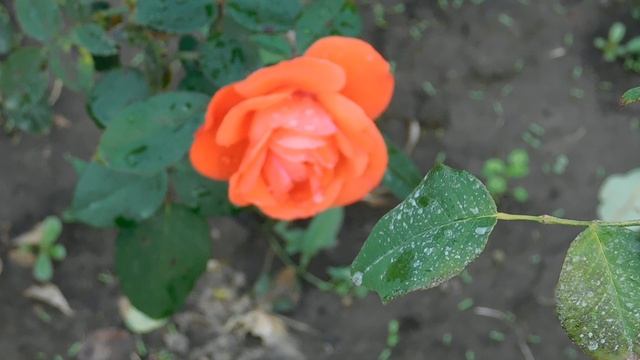11102025  ник  ПВН  102